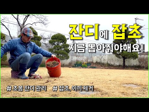 초봄 잔디관리 / 지금 최적기 / 잡초, 이끼 제거 / 잔디마당 / countryside, gardening