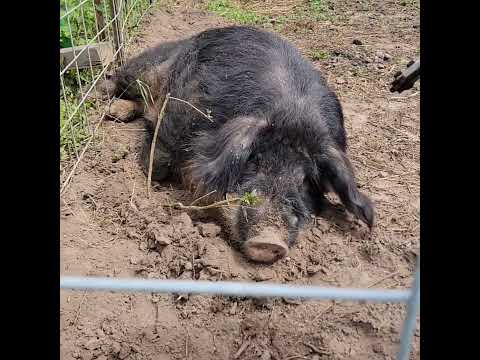 Drunk Boar gets his tusk trimmed! #pig #pigs #farmstead #farmsteading #homesteading #farming