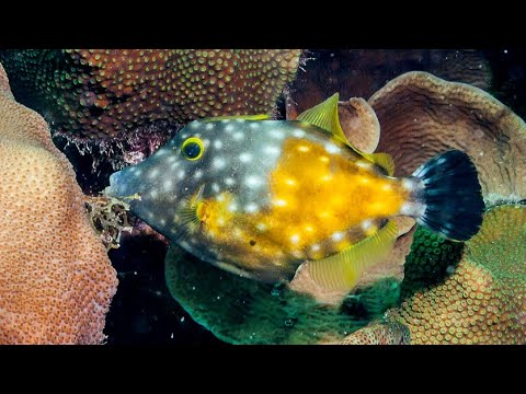 Facts: The Whitespotted Filefish