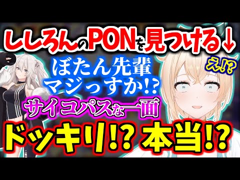 ししろんのPONを見つけて､ドッキリか本当か分からない風真いろはｗ【獅白ぼたん/ホロライブ/切り抜き #かざまが斬る 】