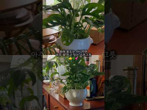 원래 용도는 아니지만 잘 쓰고 있는 거 #식물 #planterior #식물인테리어 #plants