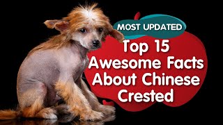 Top 15  Amazing  Facts about Chinese Crested Dogs