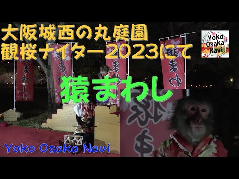 大阪城西の丸庭園観桜ナイター2023にて猿まわしMonkey spinning at Osaka Castle Nishinomaru Garden