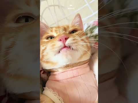 私は美猫の王ですI am the queen of beauties#美猫たちbeautiful cats#癒される茶トラメス猫家族動画#cute funny cat’s family videos