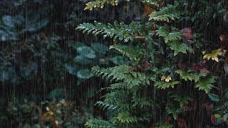 ✅The world recognized the best relaxing thunderstorm sound, the rain sound of sleeping in the woods