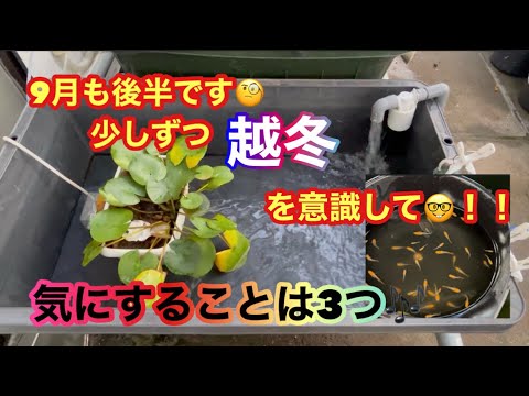 (メダカ)9月後半！少しずつ越冬を考えていきましょう😄大事なことは！！ズバリ