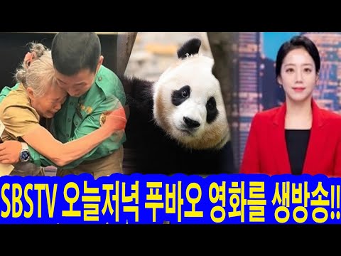 SBSTV 오늘저녁 푸바오 영화를 생방송!! 역사상 가장 감동적인 순간: 강바오는 중국인 할머니를 꼭 끌어안고 흐느꼈다. "푸바오는 내 생명의 은인이다" 여기는 눈물 바다였습니다.