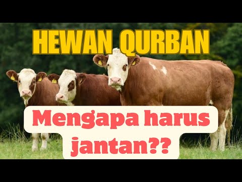 MENGAPA HEWAN QURBAN HARUS JANTAN??INI ALASANNYA!!