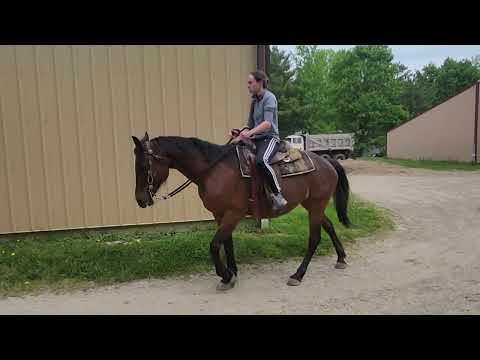 Jess 2001 Standardbred mare