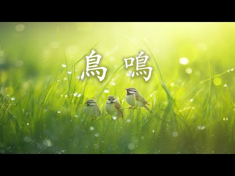 【森林白噪音】大自然丨森林系音樂 丨 鳥鳴丨用它來恢復和放鬆疲憊的身心，無論是在學習或工作時，還是在早上醒來時，還是在晚上無法入睡時。丨無人聲～2hrs