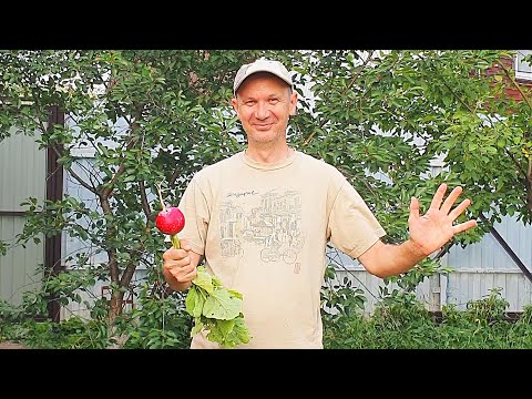 A GIANT RADISH from Our Garden & Unexpected Problem