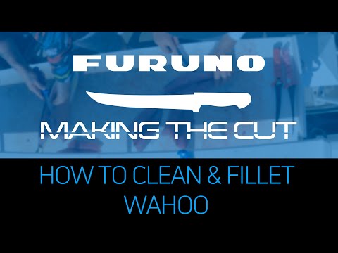 Making the Cut: How to Clean and Fillet a Wahoo