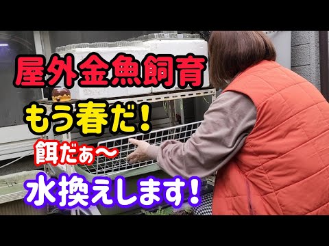 [金魚]　２回目の冬越しも無事に終わり…　今年初めての水変えです。金魚達ずーっと餌はあげていません❗#goIdfIsh