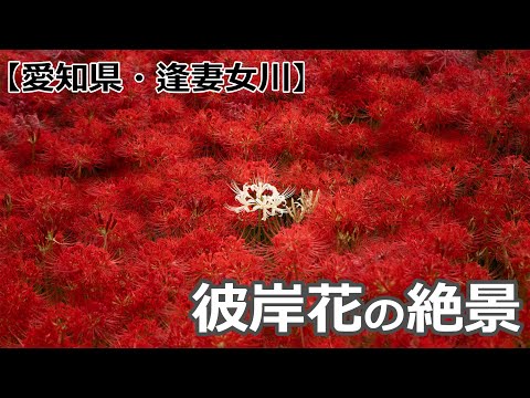 逢妻女川（愛知県豊田市・彼岸花)