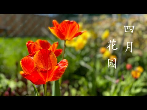 【彬彬有院】花•1217 四月底的小花园，春天播下了希望，看看我收获了什么------收获了惊吓😓