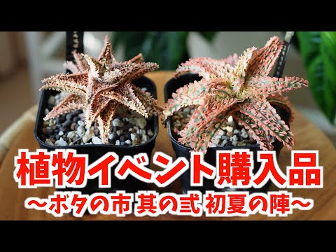 植物イベントでヒトデを買ってきました【ボタの市 其の弎 初夏の陣】