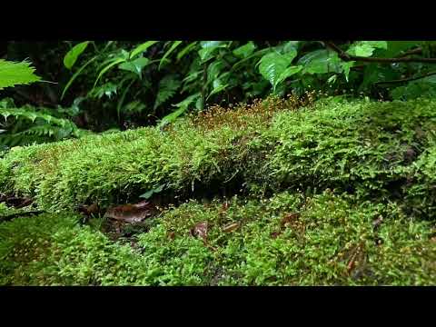 金剛山　大阪府　奈良県　Mt.Kongou Osaka Nara Japan 06/2022