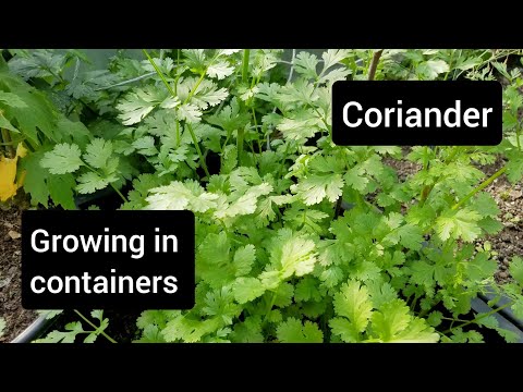 How to grow coriander (cilantro) - growing herbs in containers