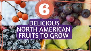 My 6 Favorite North American NATIVE Fruit Crops