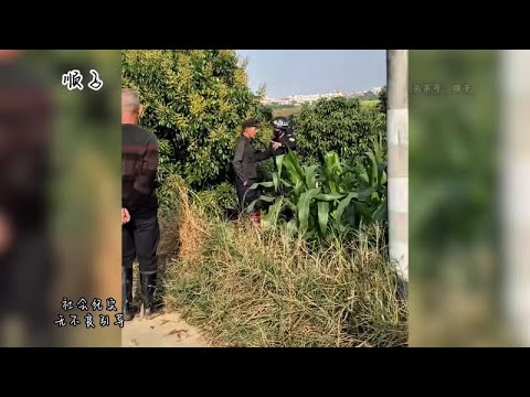 多可惜！马上丰收的果树，就这样锯掉了，“农管”就不能晚点来吗