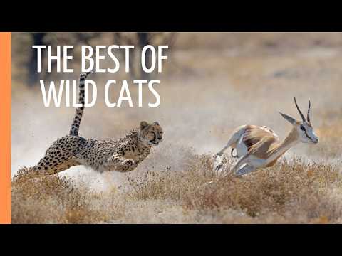 The Best of Wild Cats: Cheethas, Jaguars and Pumas | Full Episode