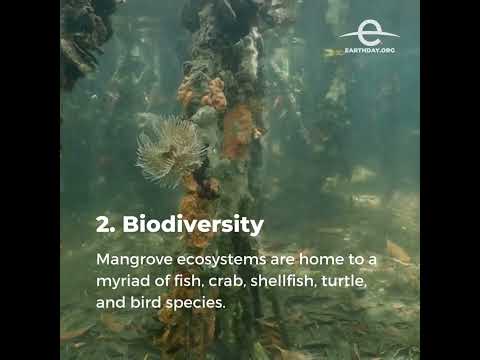 The Importance of Mangrove Forest New Audio Facebook Video 1