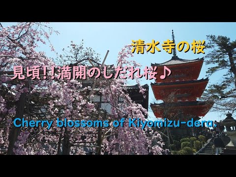 清水寺の桜、見頃や開花状況【Cherry blossoms of Kiyomizu-dera of Kyoto.】