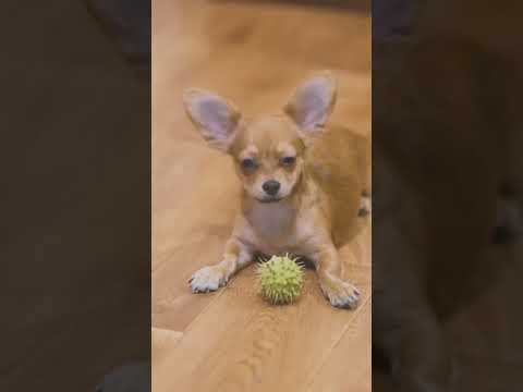 Chihuahuas Playing  #puppy #puppyfriends #dogbreed #loveyourpets #pets