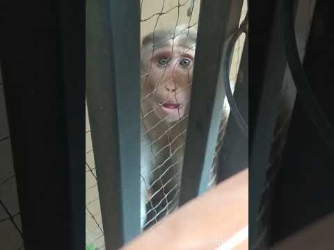 Daily Monkey Visitor #shorts #bandar #обезьяна#funnyvideo #monkey #macaque #macaquemonkey #قرد