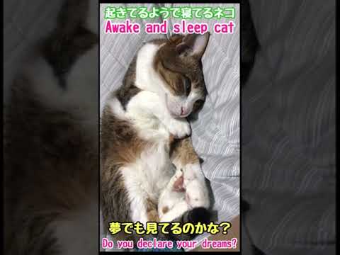 起きてるようで寝てるネコ　awake and sleep cat　#Shorts