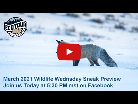 Pouncing Red Fox!  Wildlife Wednesday March 2021 Preview!