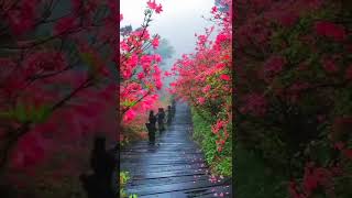 nature status, Nature Status song, WhatsApp status video