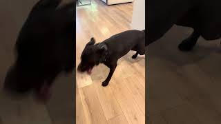 My dog gets the zoomies 🤣🤣 #puppy #labradoretriever #funnydog #zoomies