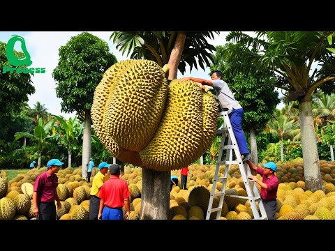 Amazing DURIAN Farm Harvests | How Thailand Grows and Prepares Street Food | Durian Factory