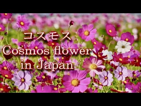 コスモス Cosmos flower.  Cosmos flowers are one of the highlights of Japan's autumn months,