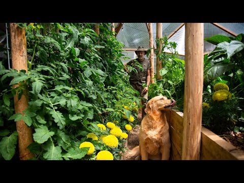 Early July in the Wilderness Greenhouse and Permaculture Food Forest