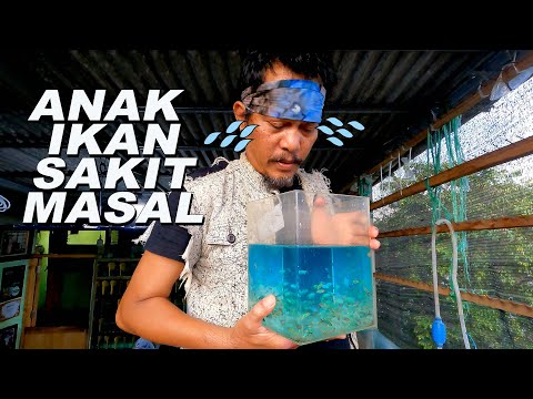 ANAK IKAN NEON BARONGSAI SAKIT MASAL