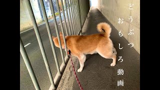 【絶対笑う】動物たちによる珍行動集！