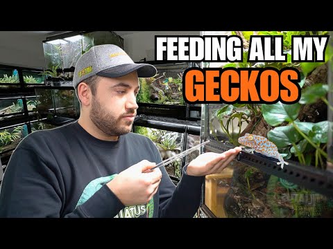 FEEDING MY PET GECKOS! Tokays, Cresties, Sand Geckos and more!