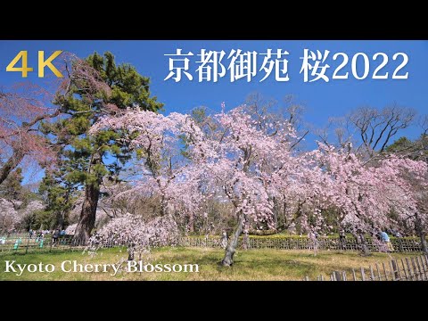 京都御苑の桜 2022 Cherry blossoms【京都桜】