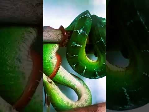 "How Snakes Give Birth: Eggs or Live Babies?" #junglewildlife #facts #fascinatingwildlife