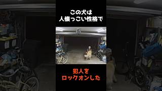 【意外な方法で窃盗犯を逮捕した犬】 #shorts #事件