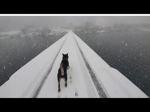 【大寒波】雪と柴犬と三途の川渡り【沈下橋】