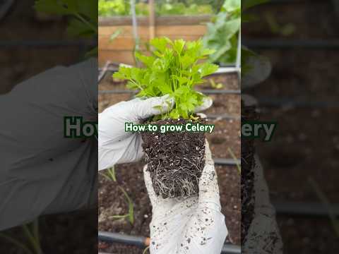 Garden Clean up. Growing Celery 🌱#planting #gardening #backyardgardener #celery #howtogrowcelery