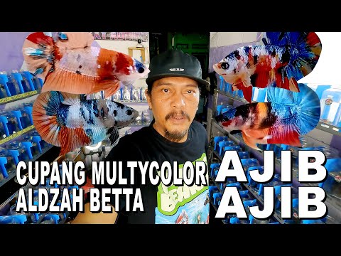 CUPANG MULTY COLOR AJIB AJIB DARI ALDZAH BETTA ID  PONDOK CABE