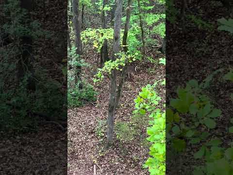 Buck cruising by the bowhunting stand... | N1 Outdoors