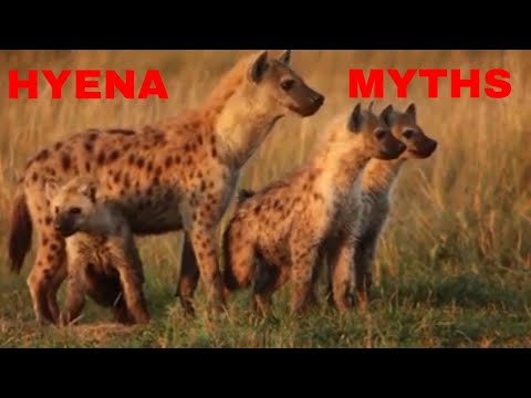 Hyena Myths and Realities/7 Hyena Myths You Must Know/BBC Earth