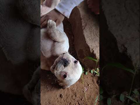 Dog Puppy 🐶🐕 #dog #doglover #puppy #cutepuppy #subscribemychannel #dogpuppy #cutedogvideos #odisha