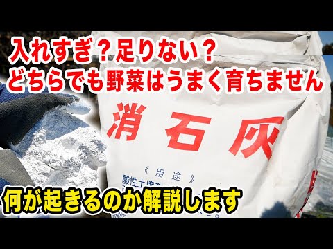 【石灰】入れすぎると何が起きる？足りないと何が起きる？石灰の役割と対策について詳しく紹介します