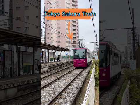 The famous Tram in Japan #helloamazingjapan #shorts #japan #tram #sakuratram #tokyo